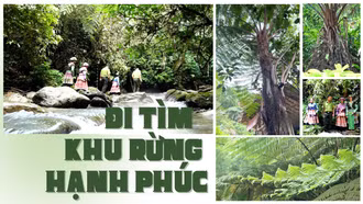 Đi tìm khu rừng hạnh phúc