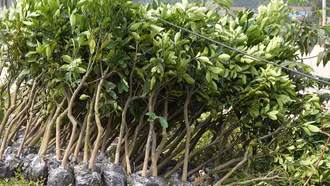 Cấp phát 2.000 cây giống bưởi da xanh cho hội viên nông dân Bảo Yên