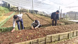 Dược liệu quý trên núi Bản Giàng 