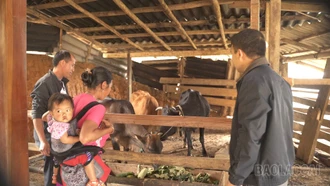 Sau những chương trình hỗ trợ, người dân sống ra sao?