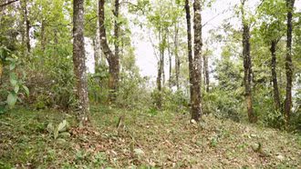 Ban Quản lý rừng phòng hộ Trạm Tấu chủ động ứng phó nguy cơ cháy rừng