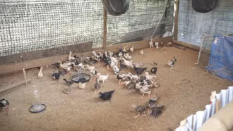 Xã Hạnh Phúc triển khai Nghị quyết 21 về chăn nuôi bền vững