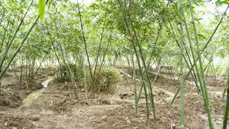 Đông Cuông trồng thử nghiệm thành công cây tre măng lục trúc