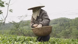 Kỳ vọng trên những nương xanh