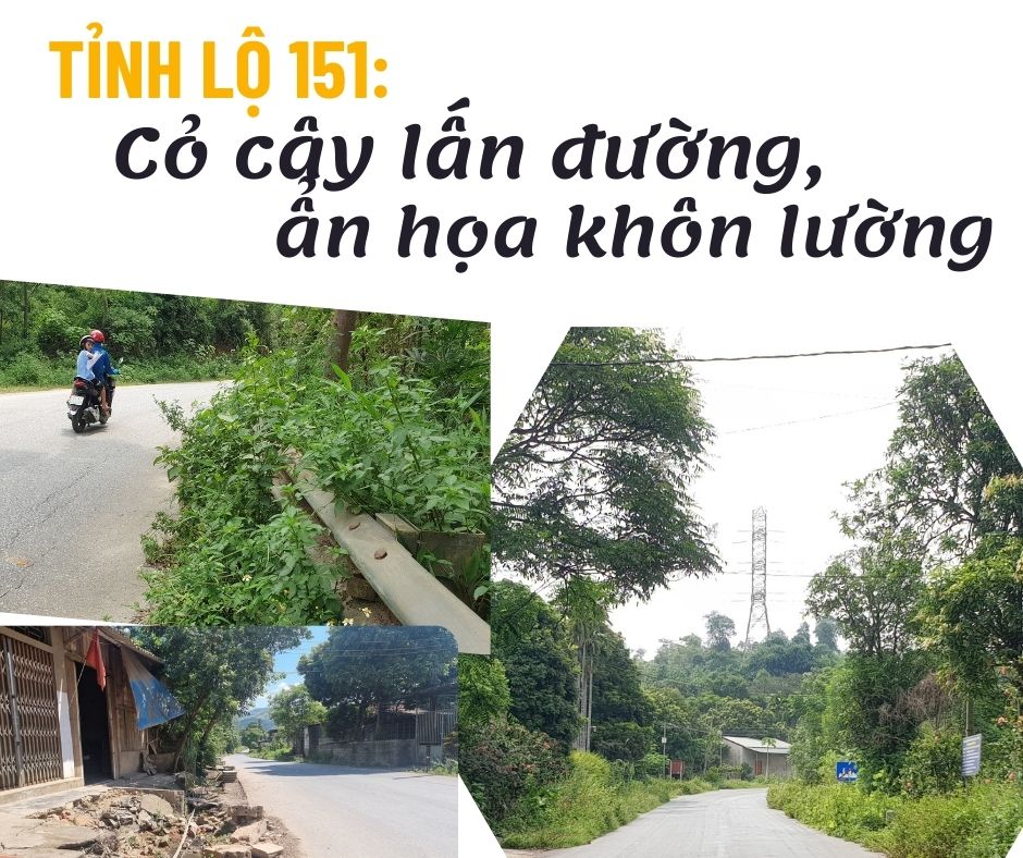 Tỉnh lộ 151: Cỏ cây lấn đường, ẩn họa khôn lường