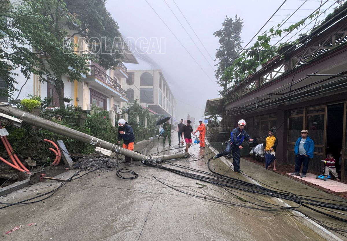 Sa Pa: Cây đổ kéo gãy 2 cột điện trên đường Violet