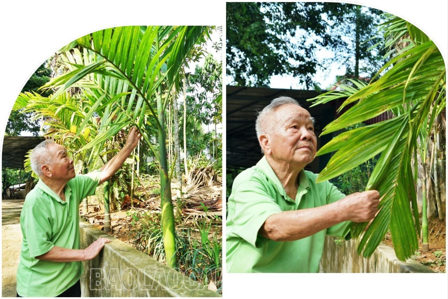 Cau là loài cây rất dễ trồng, không tốn công chăm sóc, trồng một lần thu hoạch nhiều năm. Vườn cau hơn 500 cây của ông Nủng đã có tuổi đời gần 20 năm. Ông thường xuyên ươm cây mới để trồng gối vào những chỗ cây bị gió bão thổi đổ, gãy... cau (8).jpg