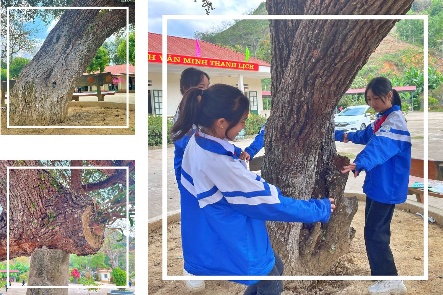Gốc cây to lớn phải vài người ôm và đã được nhà trường gia cố thêm cột chống đỡ cành già cỗi. cay tao (5).jpg