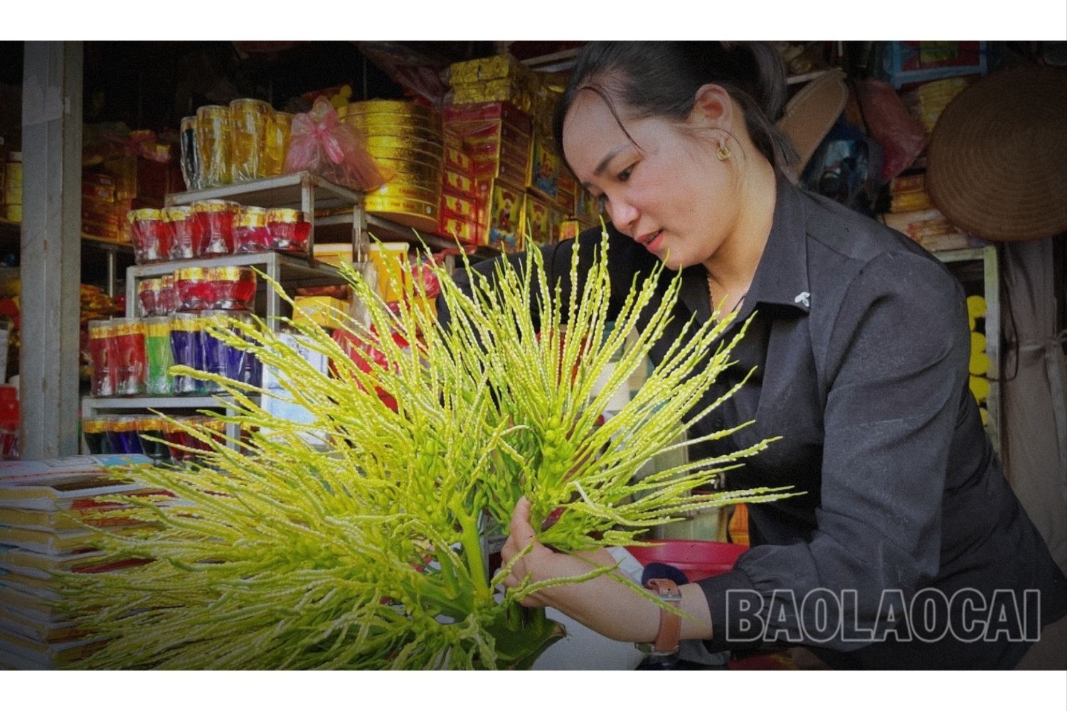 Xưa kia, người Việt trồng cau để ăn trầu. Ngày nay, nhiều người trồng cau còn để thêm thu nhập. Từng buồng cau từ khi ra hoa đến khi kết quả đều trở thành hàng hóa - thức hoa, quả không thể thiếu trong mâm lễ dâng cúng ông, bà, tổ tiên, thổ công, thổ địa trong ngày Rằm, mồng Một hay lễ, tết. cau (12).jpg