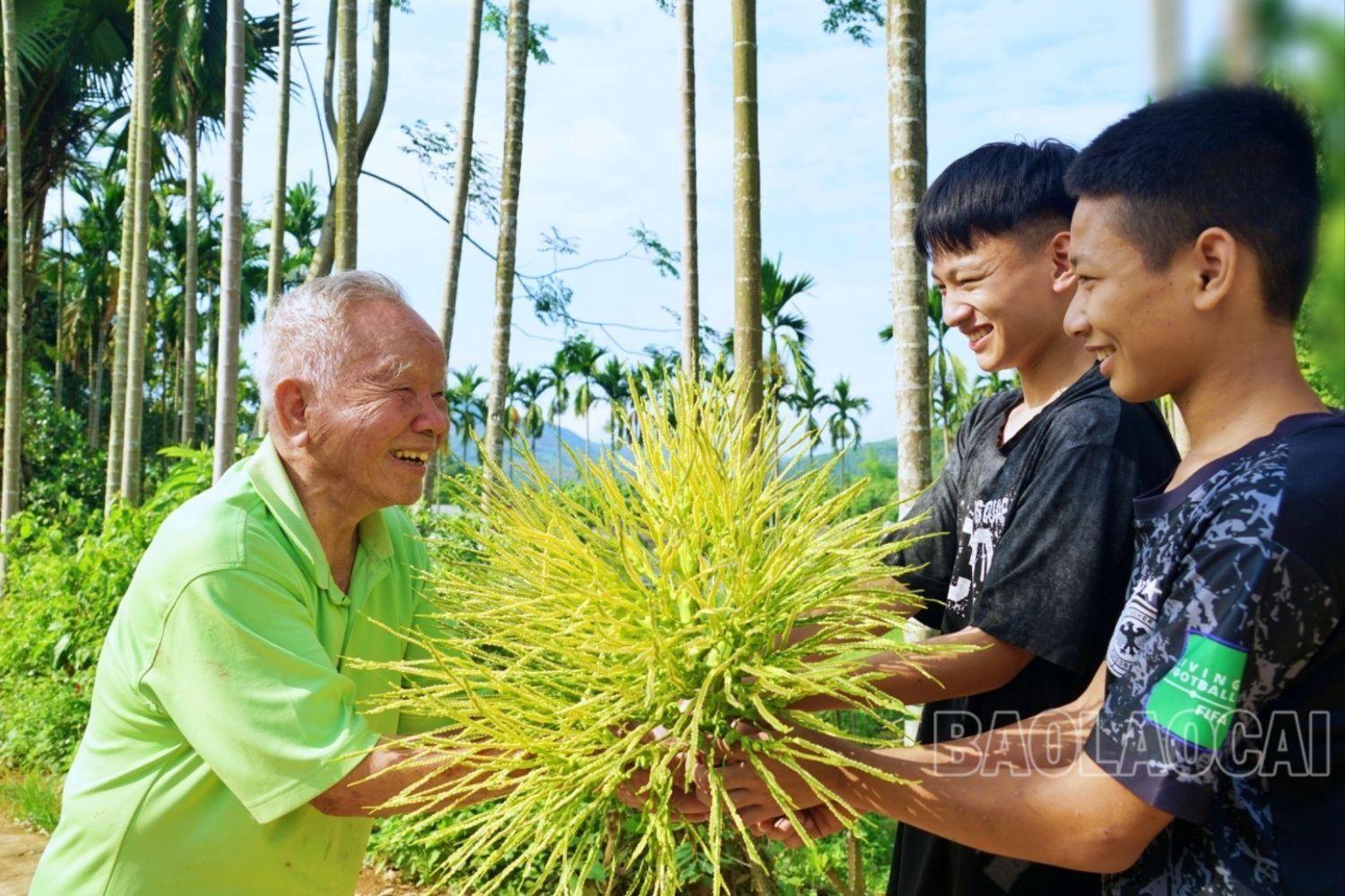 Ông Nủng và các cháu của mình trong niềm vui thu hái buồng cau hoa đẹp, thơm nức. cau (6).jpg