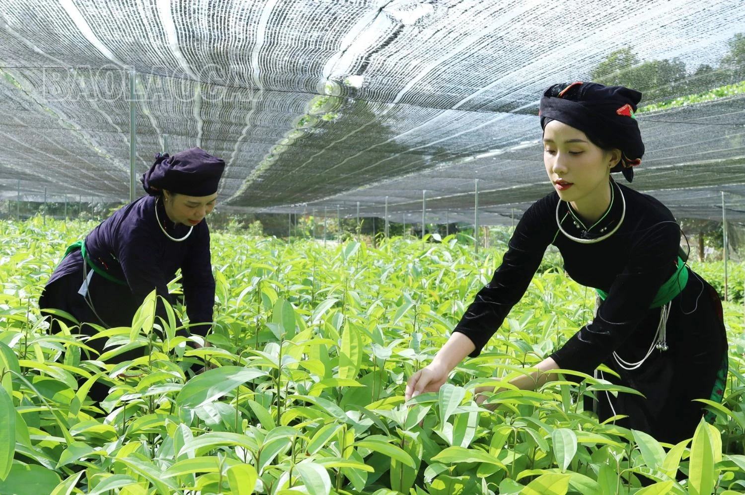 Đến với ngày hội du khách sẽ được tham quan vườn sản xuất cây giống....JPG