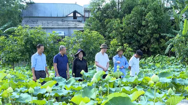 Cây sen mang lại sinh kế mới cho người dân Việt Hồng