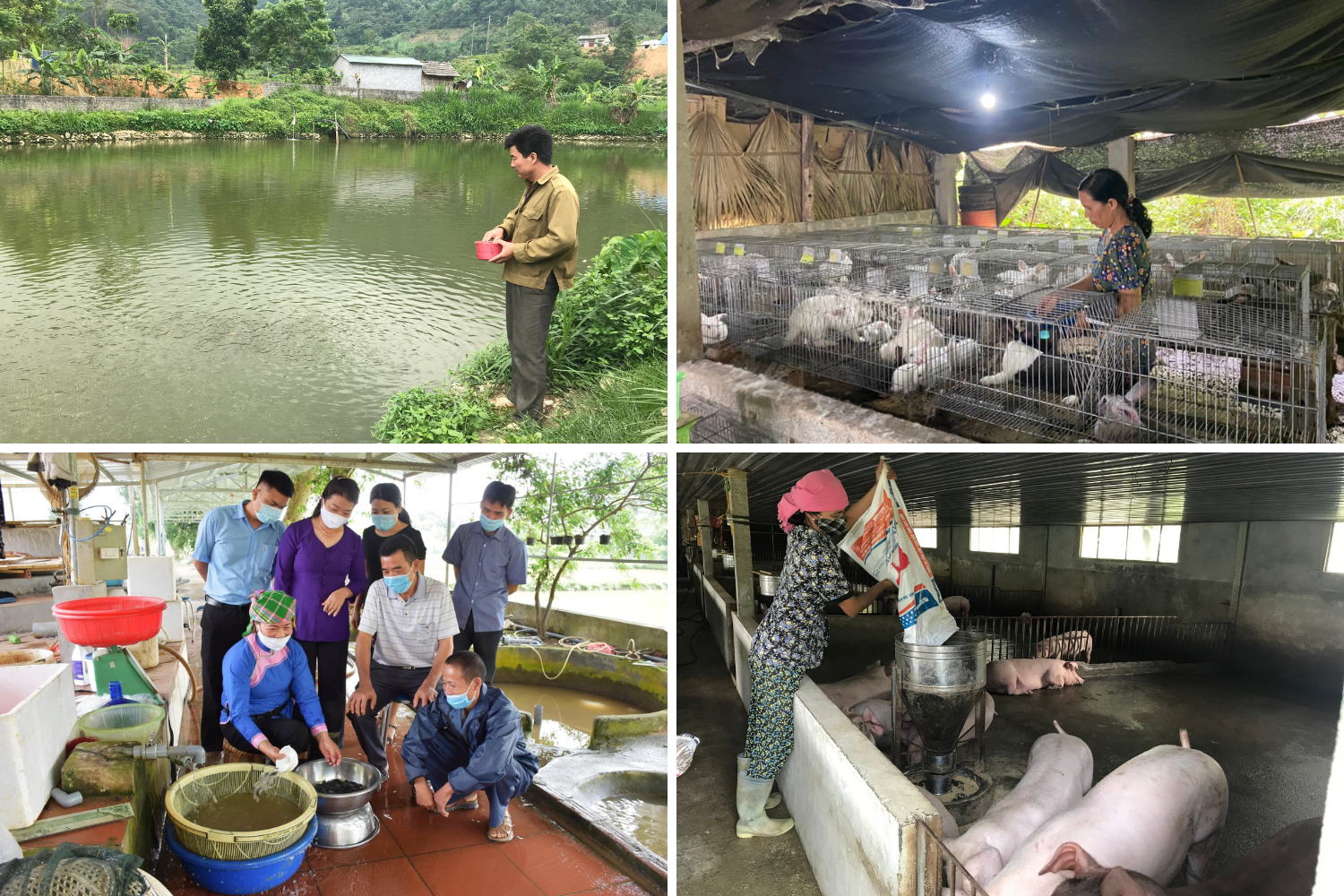 Phong trào nông dân thi đua sản xuất, kinh doanh giỏi, đoàn kết giúp nhau giảm nghèo bền vững được hội viên nông dân thành phố Lào Cai tích cực hưởng ứng. 2.png