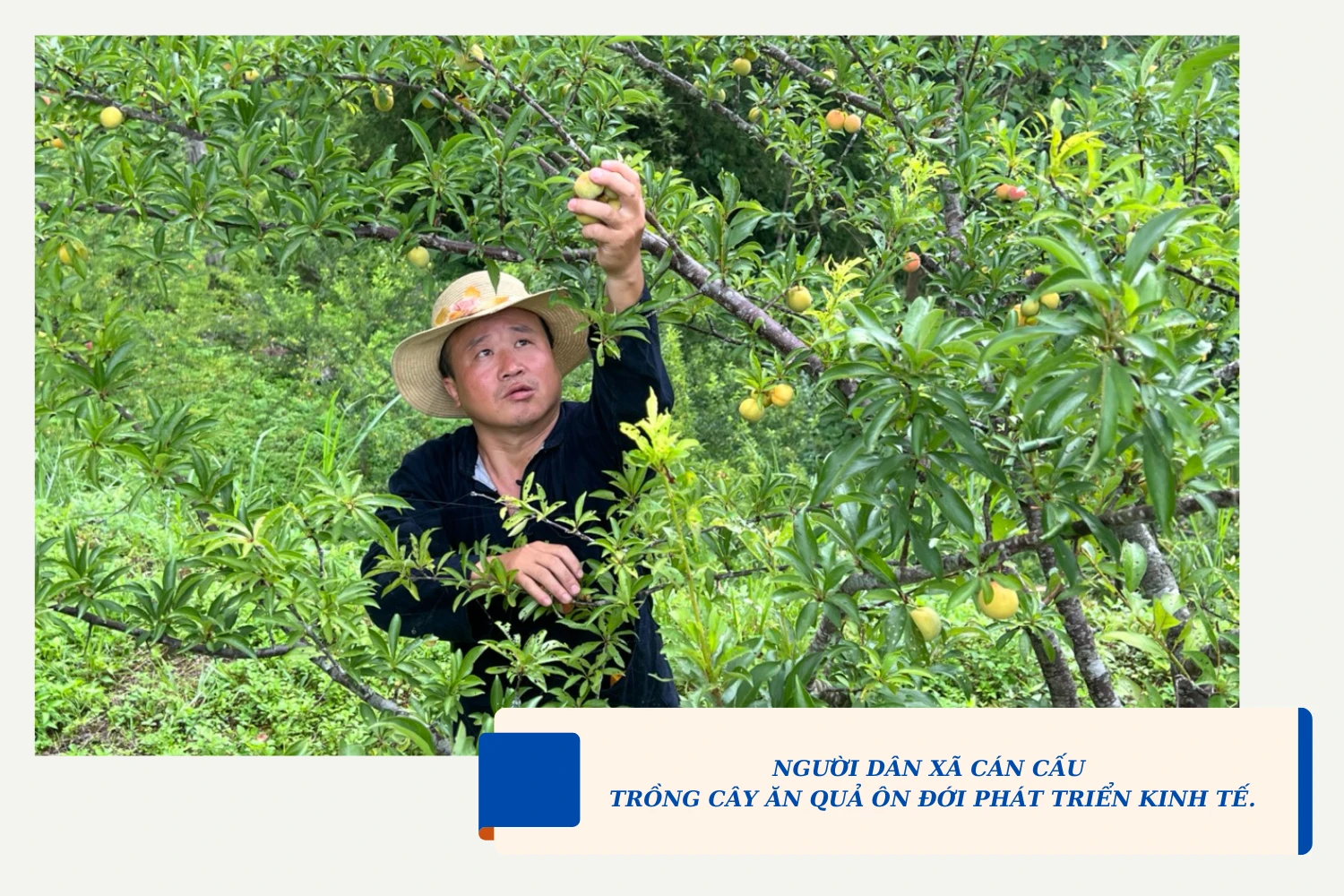 Mô hình hỗ trợ lợn giống đã giúp nhiều hội viên phụ nữ xã Cốc Mỳ, huyện Bát Xát cải thiện thu nhập. - 5.png