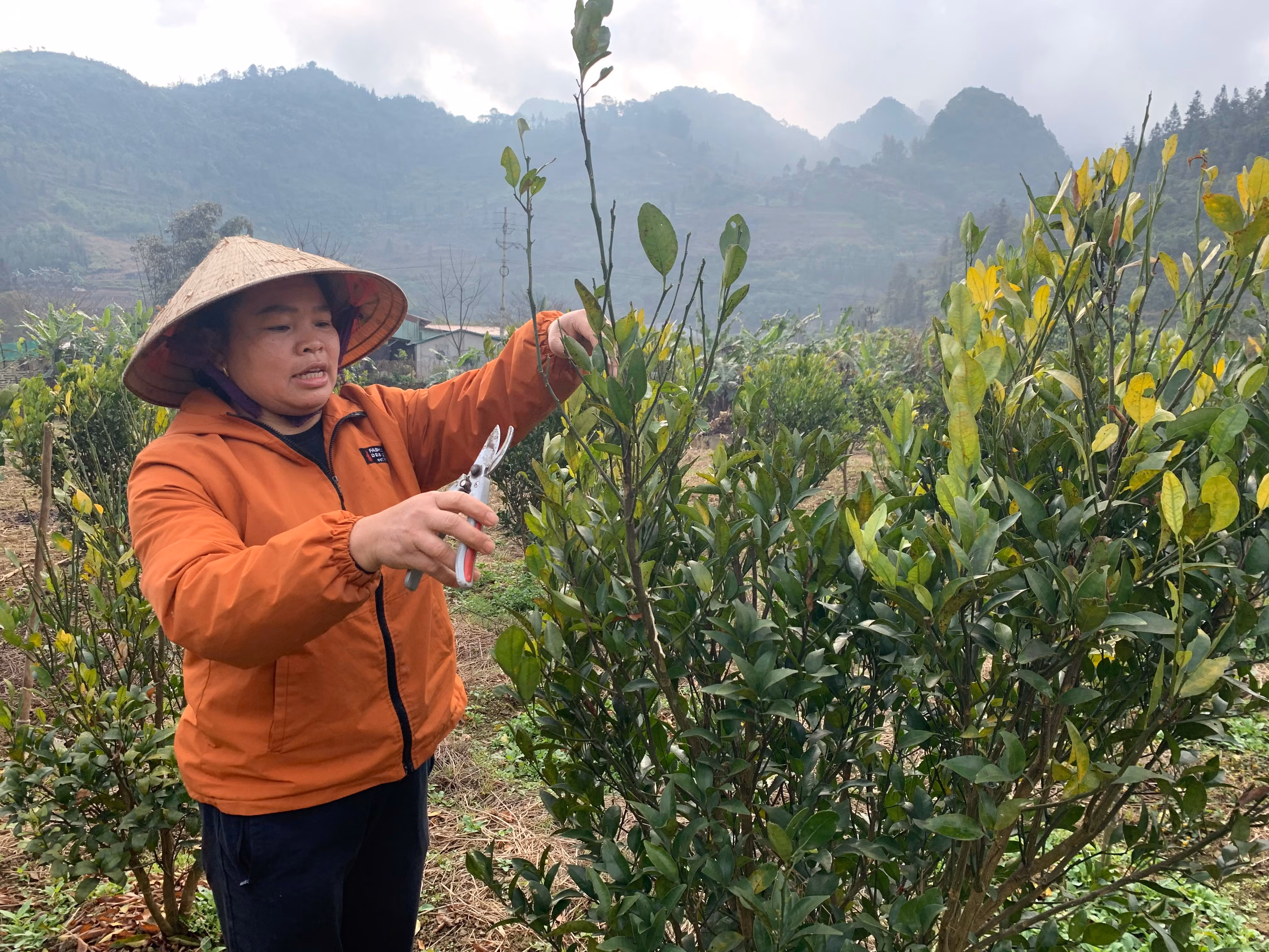 Chị Vương Vĩnh Phú, thị trấn Mường Khương được hỗ trợ vay 100 triệu đồng đầu tư mô hình trồng quýt ngọt.jpeg