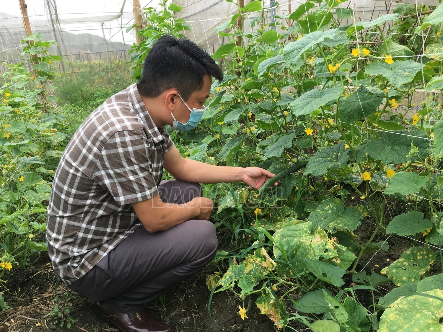 Mô hình trồng dưa chuột bao tử của người dân tại xã Hòa Mạc (Văn Bàn).jpeg