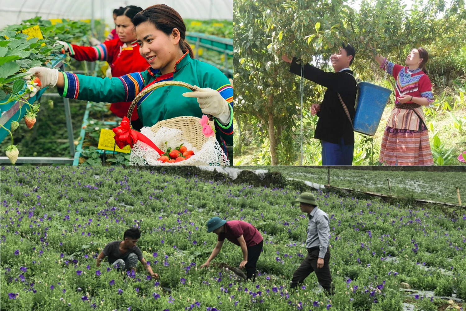 phấn đấu sớm đạt mục tiêu.png