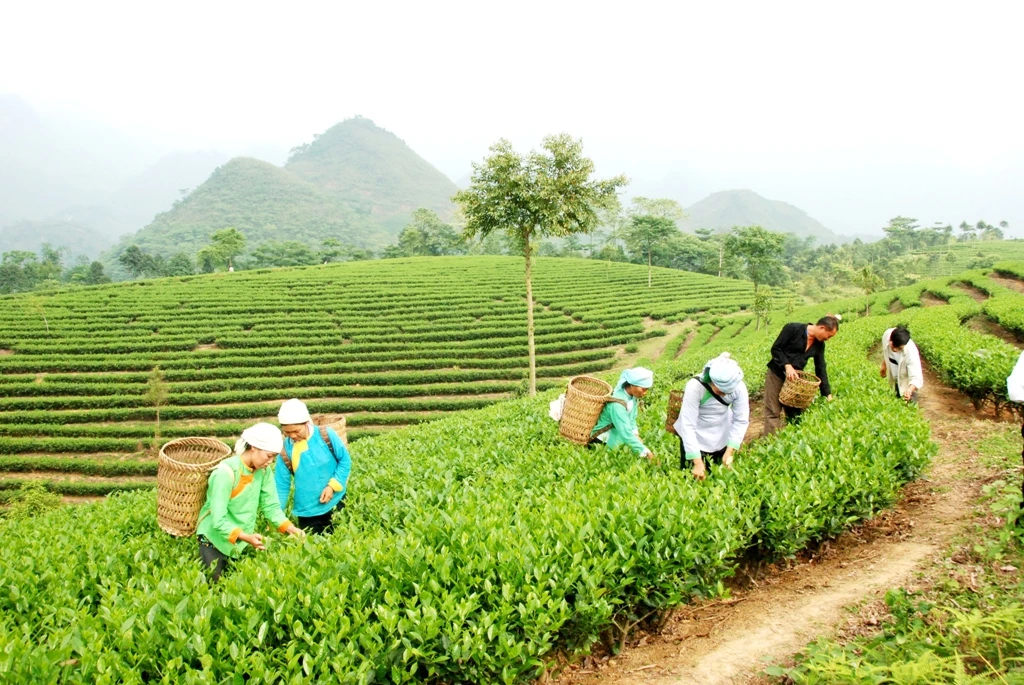Cây chè đã và đang trở thành cây làm giàu của bà con nông dân vùng cao Bản Sen (Mường Khương).jpg