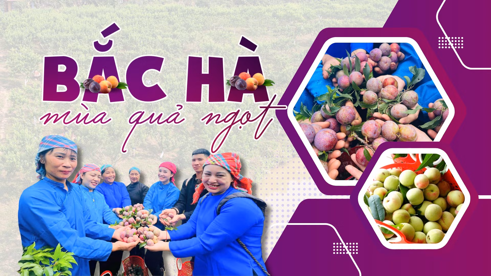 Bắc Hà mùa quả ngọt
