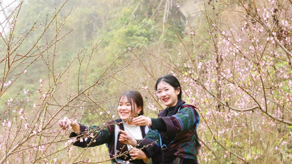 Nắng ấm Bản Giàng