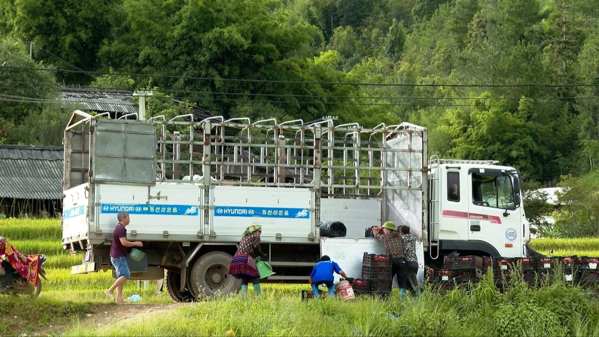 Nông sản được thương lái đến tận ruộng thu mua. van-chuyen-nong-san.jpg