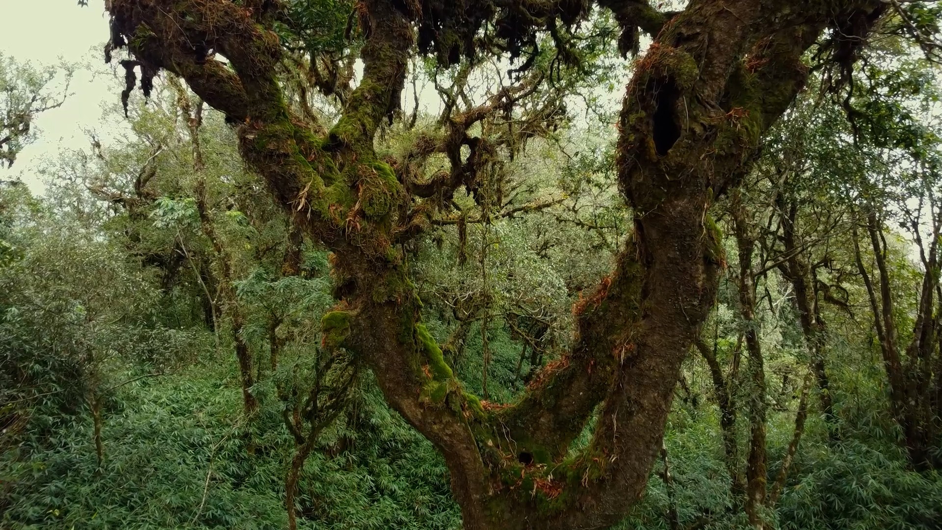 Những cây đại thụ trong rừng nguyên sinh. rung-nguy-sinh.jpg
