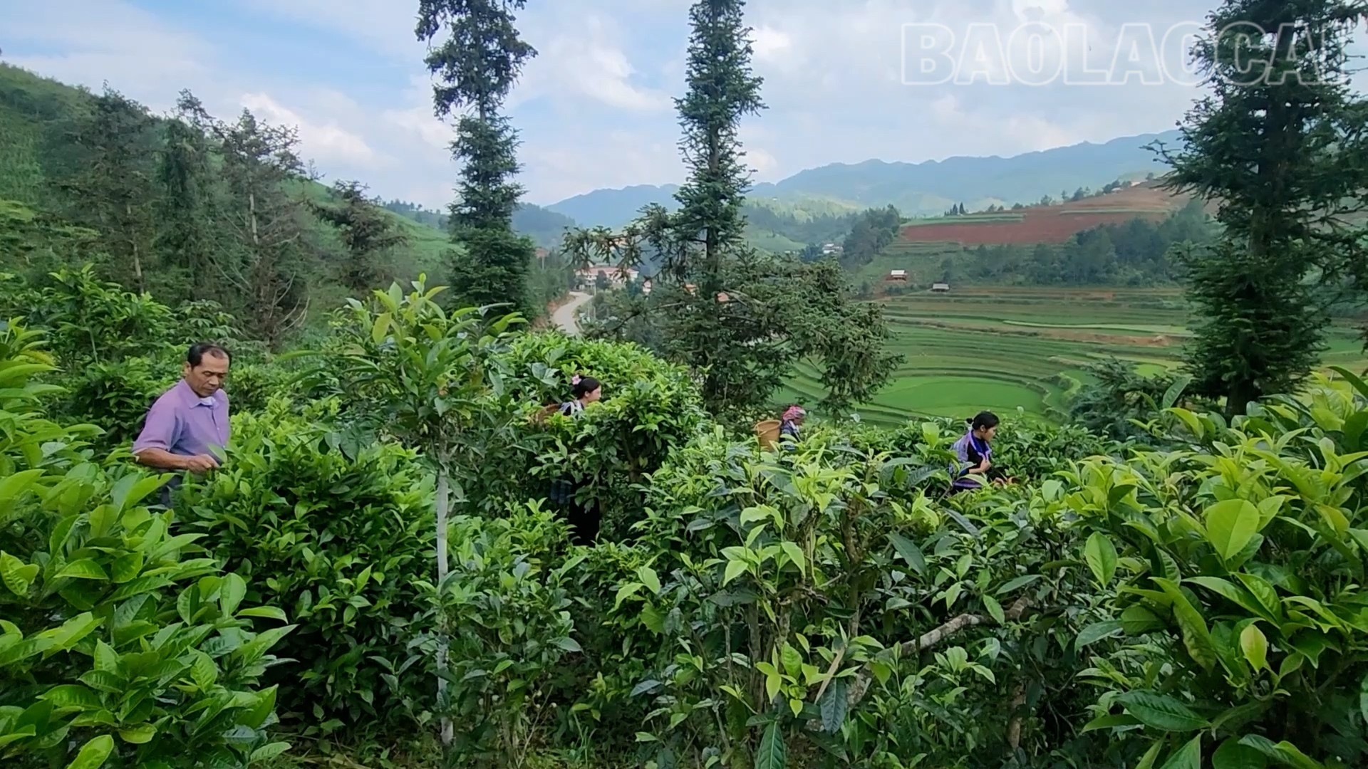 ຊາ Shan Tuyet ໄດ້ຮັບການປູກຝັງ ແລະ ເກັບກ່ຽວຢ່າງລະມັດລະວັງໂດຍປະຊາຊົນທ້ອງຖິ່ນ. che1-4203.jpg