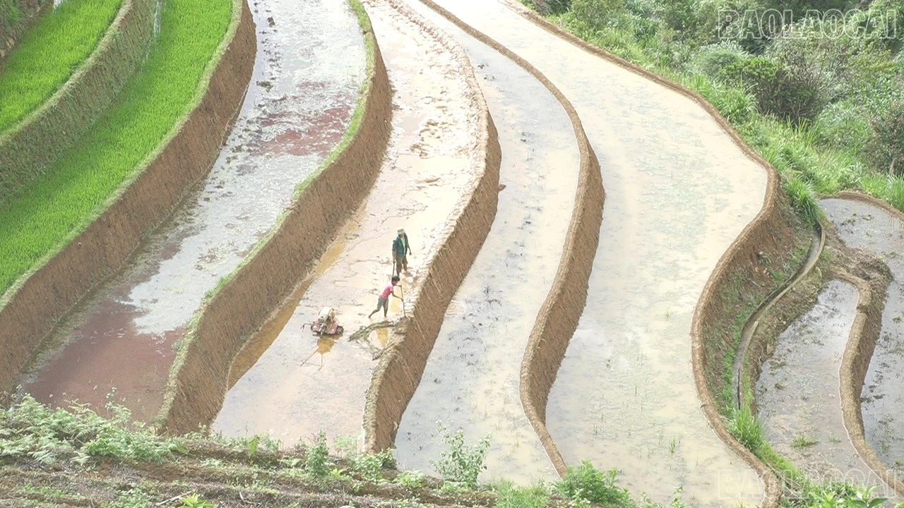 baolaocai-tr-c0282t01.jpg
