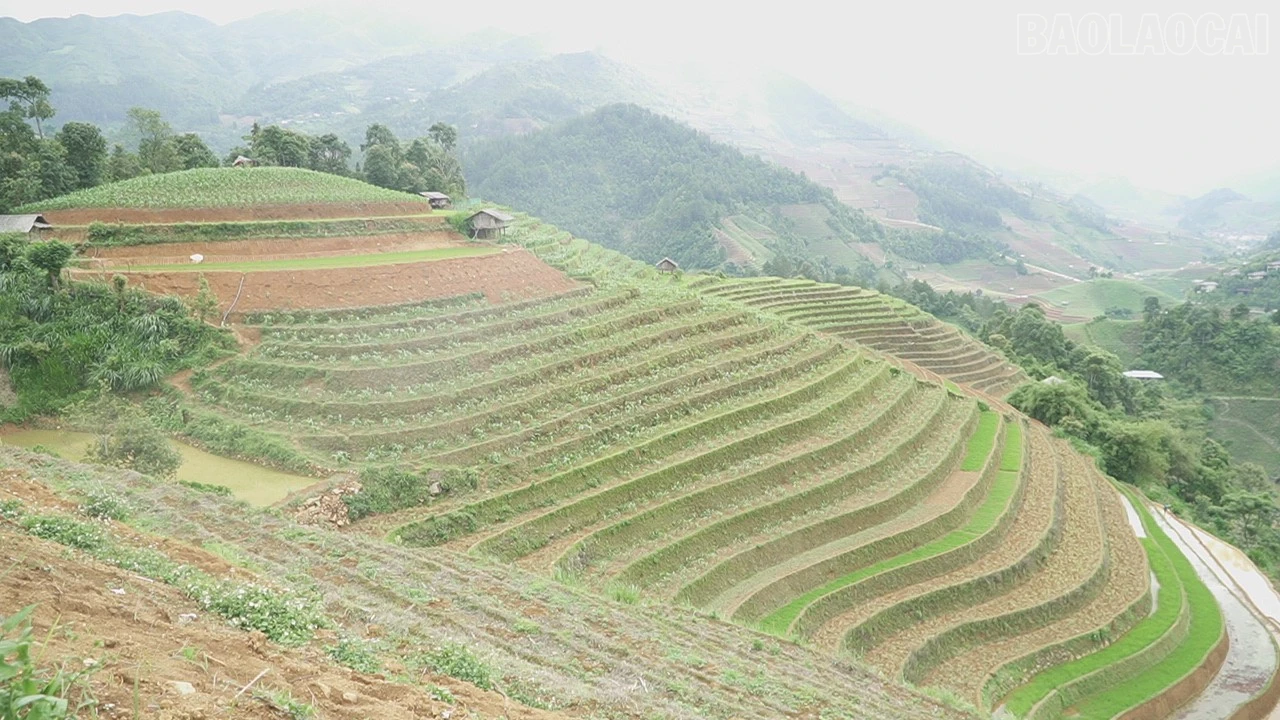 baolaocai-tr_c0256t01.jpg