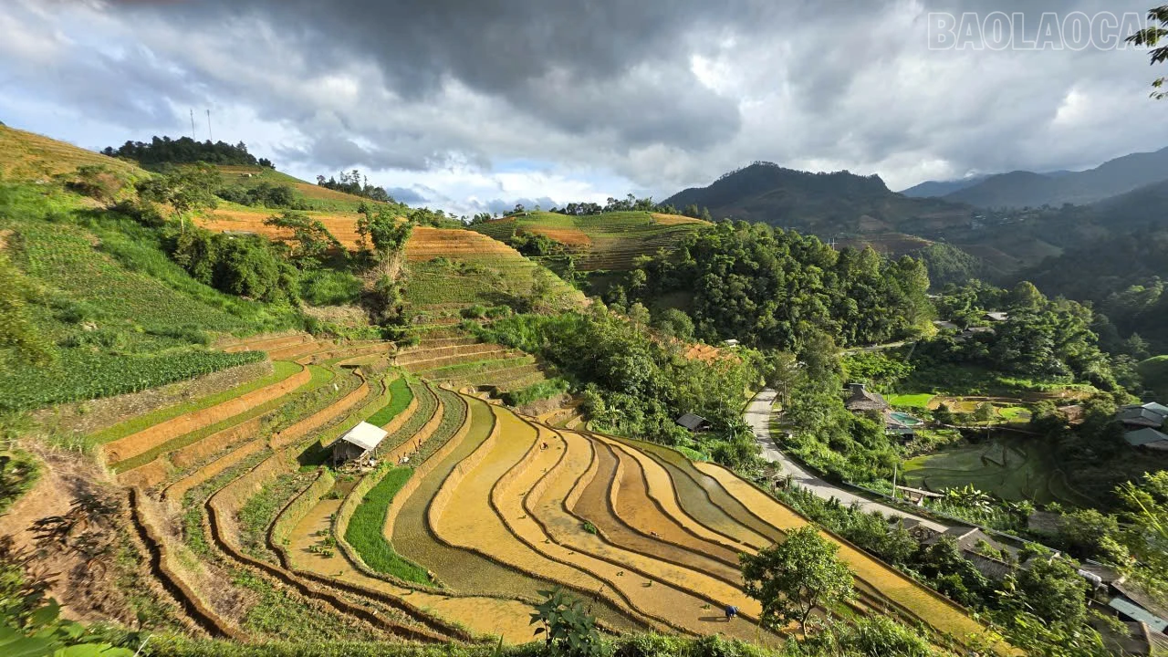 baolaocai-tr_z7923456162315-23aa76e5fbe294e5237d21a7541c5b5b.jpg