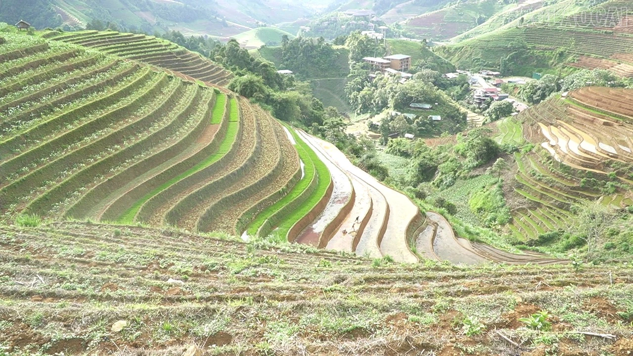 baolaocai-tr_c0281t01-9313.jpg