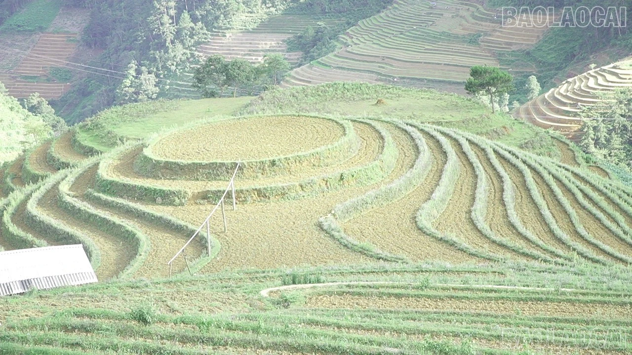 baolaocai-tr-c0284t01.jpg