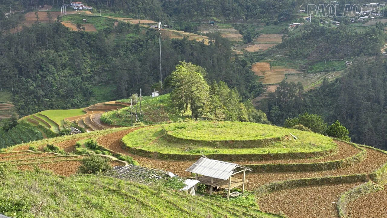 baolaocai-tr_ss254.jpg