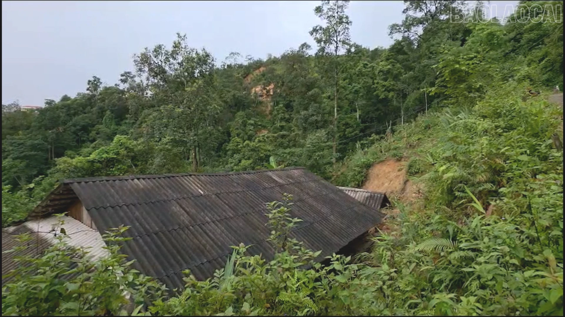 baolaocai-tr_tdc13-9344.jpg