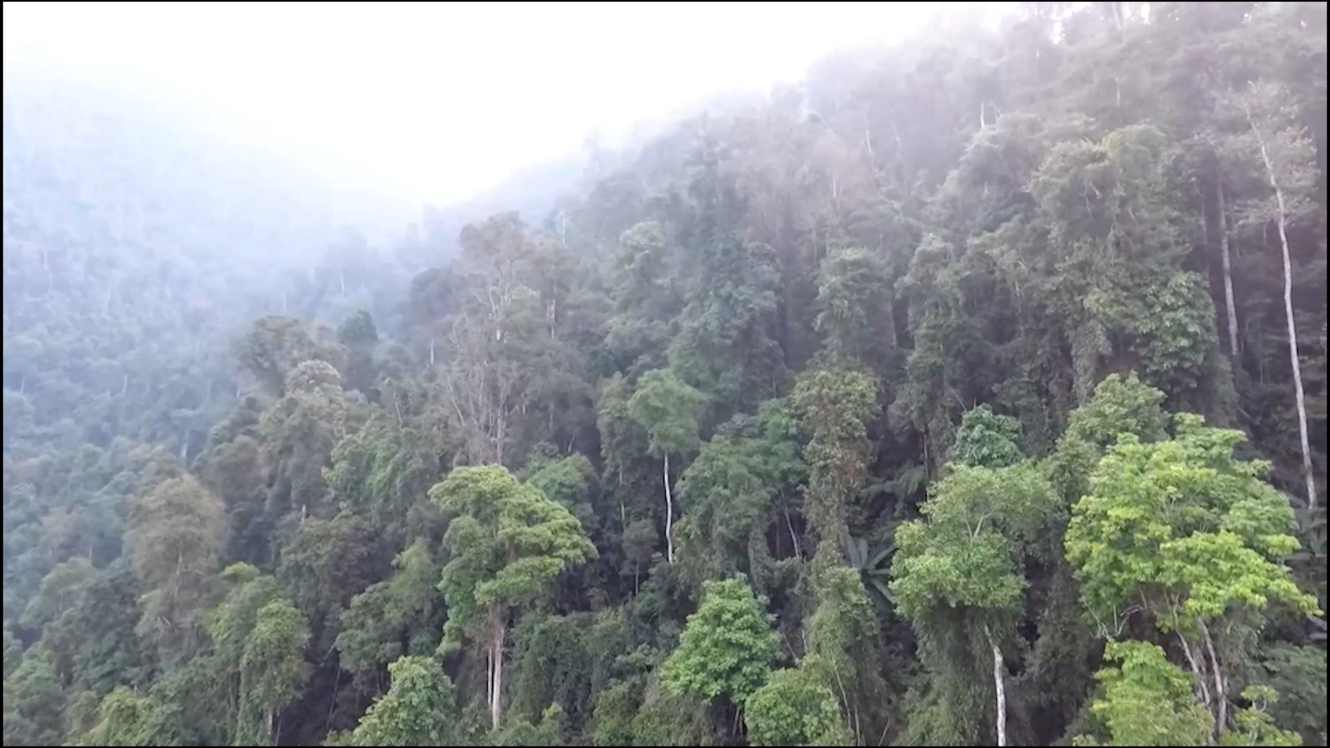 Một góc rừng đầu nguồn. sequence-0100-01-57-33still009.jpg