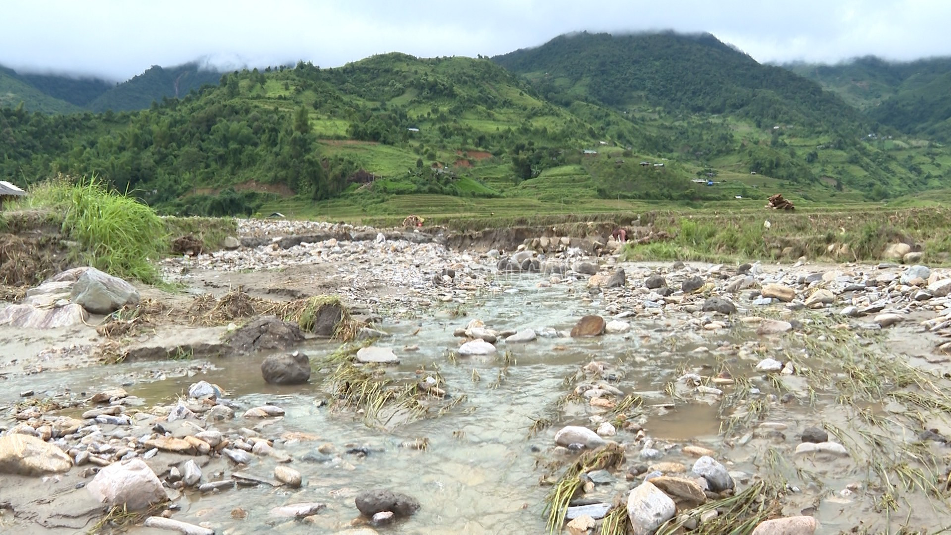 Nhiều diện tích lúa bị vùi lấp hoàn toàn. baolaocai-c_lim-thai-9.jpg