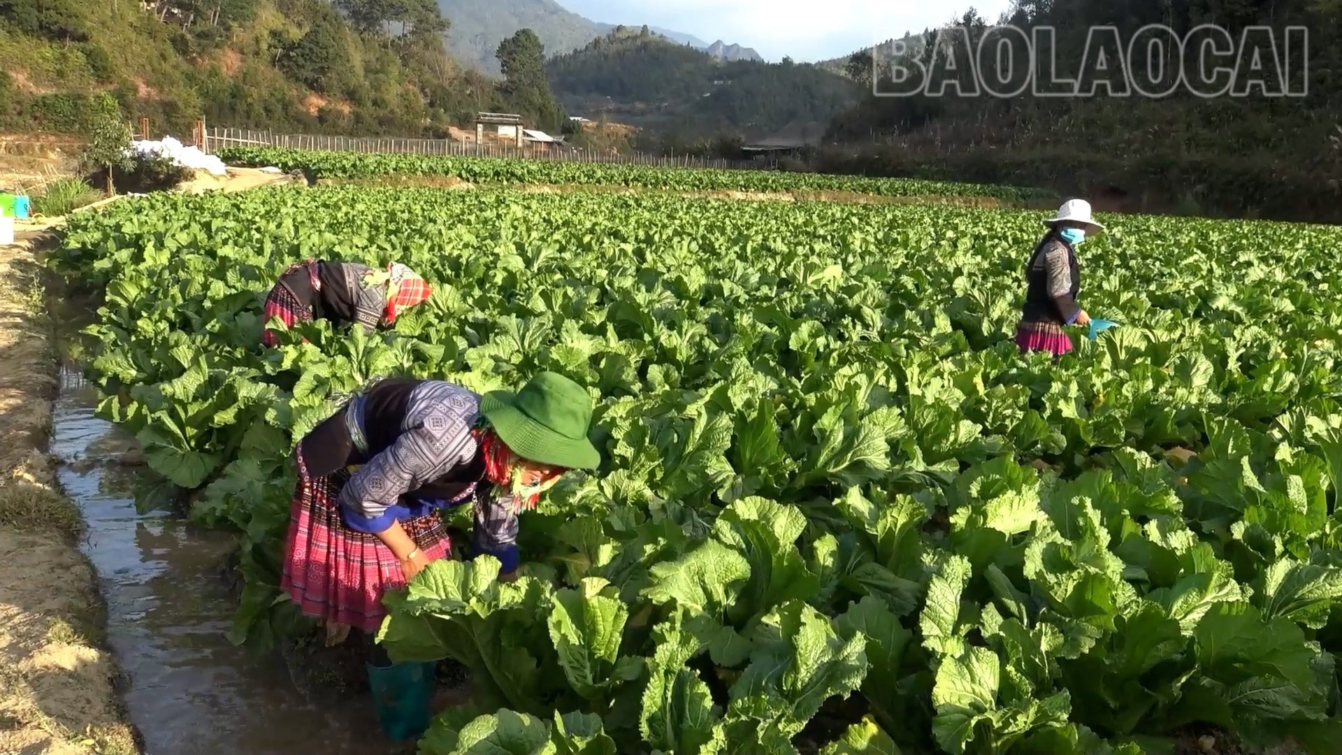 Kvinnor i höglandet odlar stenskott. sequence-0500-01-05-48still065-7287.jpg