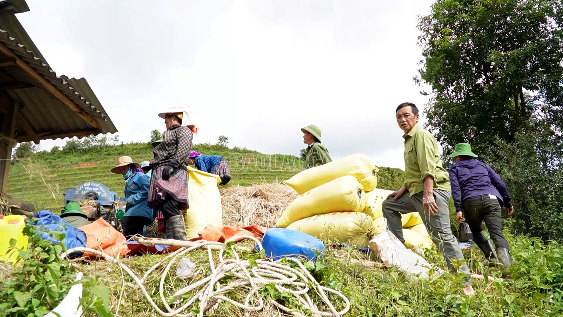 Mặc dù lớn tuổi nhưng ông Ly vẫn tham gia lao động. baolaocai-c_sequence-0200-07-02-08still010.jpg