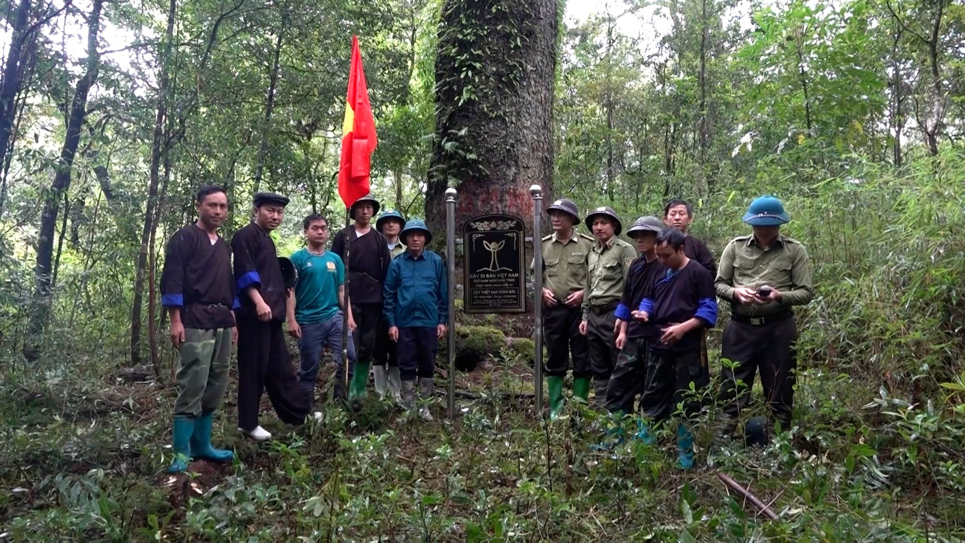 Cây di sản ở xã Chế Tạo. cay-di-san.jpg