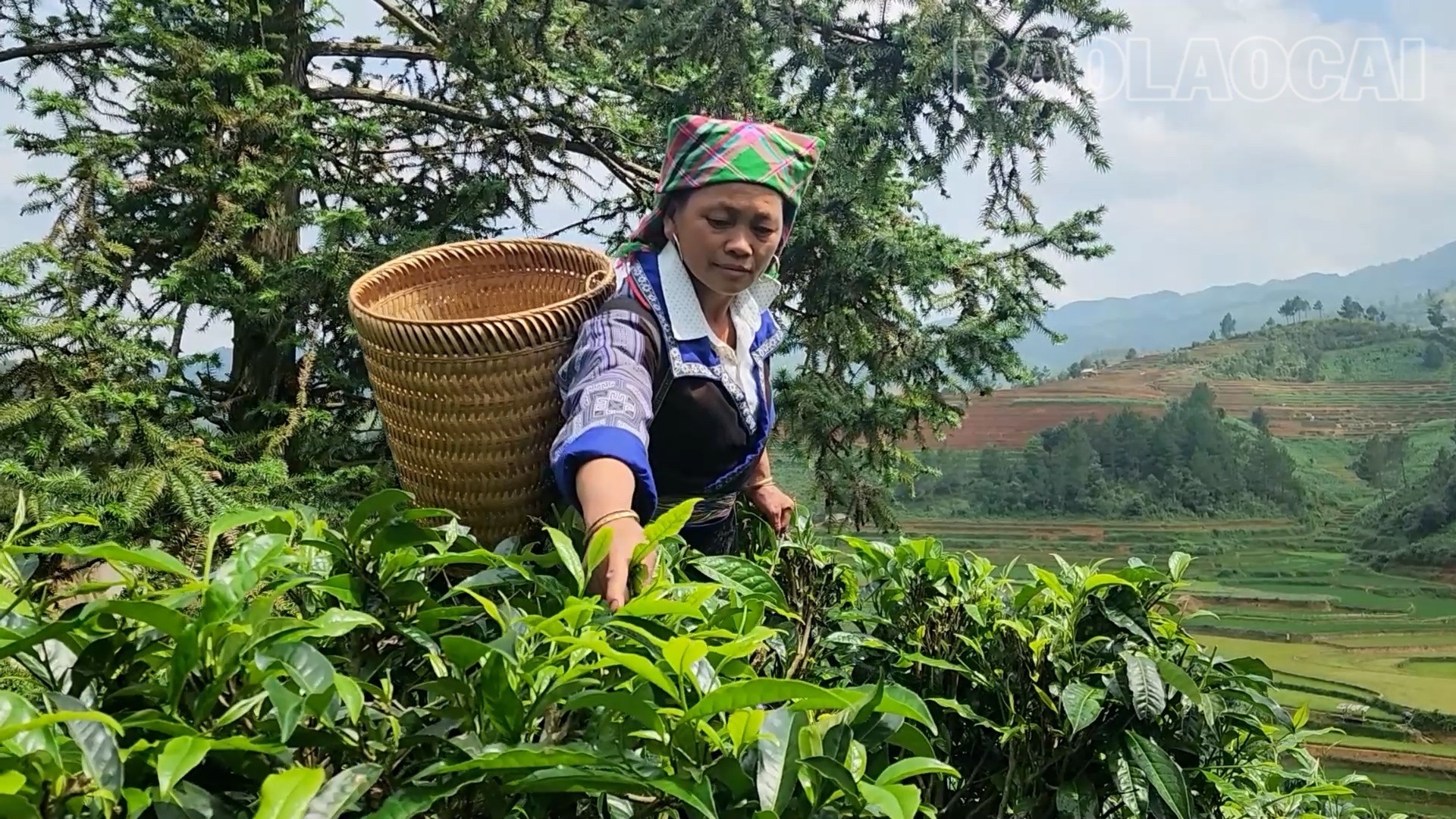 ປະຊາຊົນຢູ່ແຂວງຟຸ່ງໂລງເກັບກ່ຽວຊາຫິມະຂອງຊານ. che-6-9311.jpg