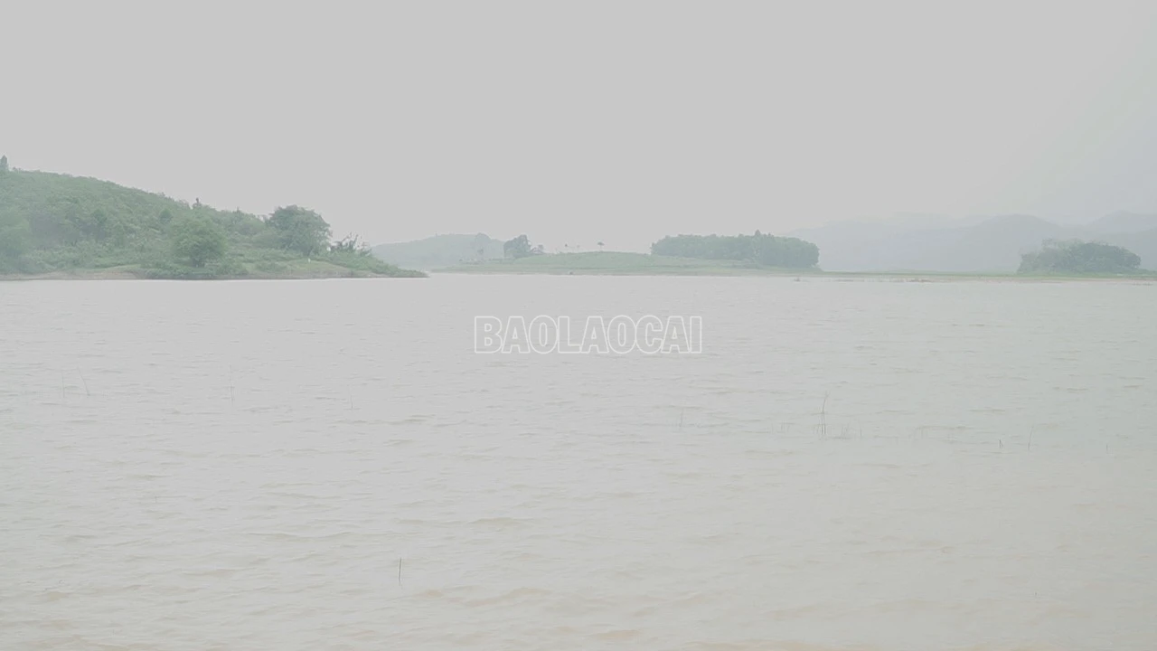 baolaocai-c_c8602t01-6888.png