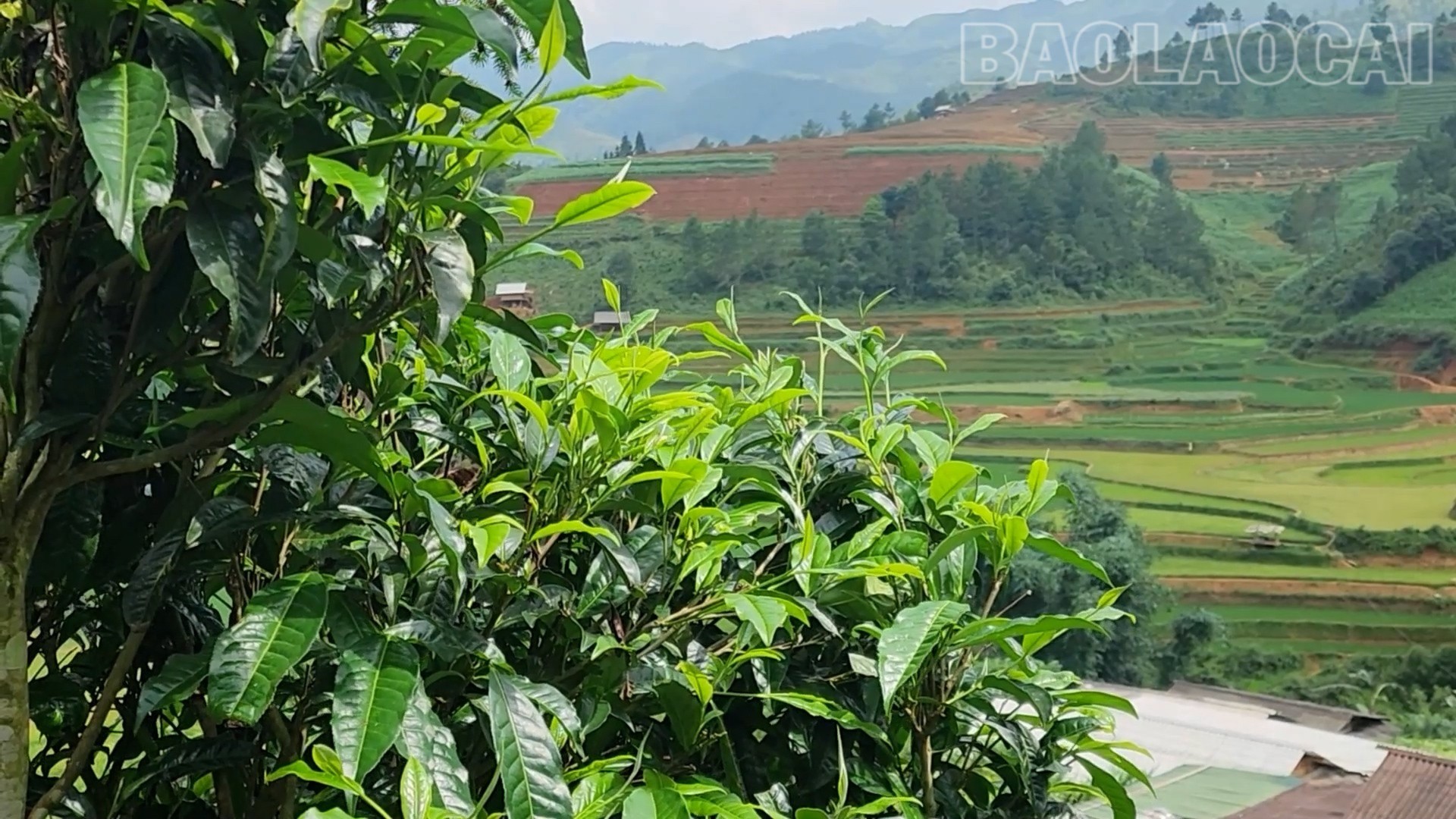 ຈາກການປູກຝັງທີ່ຖືກລະເລີຍ, ຊາຊ່ານໄດ້ກາຍເປັນຜະລິດຕະພັນກະສິກຳທີ່ສຳຄັນໃນການພັດທະນາເສດຖະກິດຂອງຕາແສງ ຟຸ່ງລູງ. che-7-2587.jpg