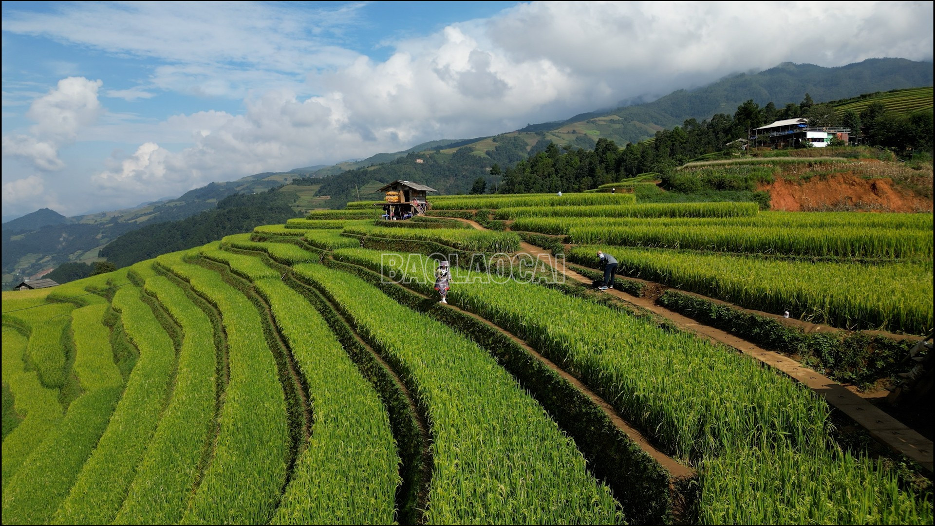 Cung đường thi đấu của các vận động viên trải qua những thửa ruộng bậc thang. baolaocai-c_rbthang.jpg