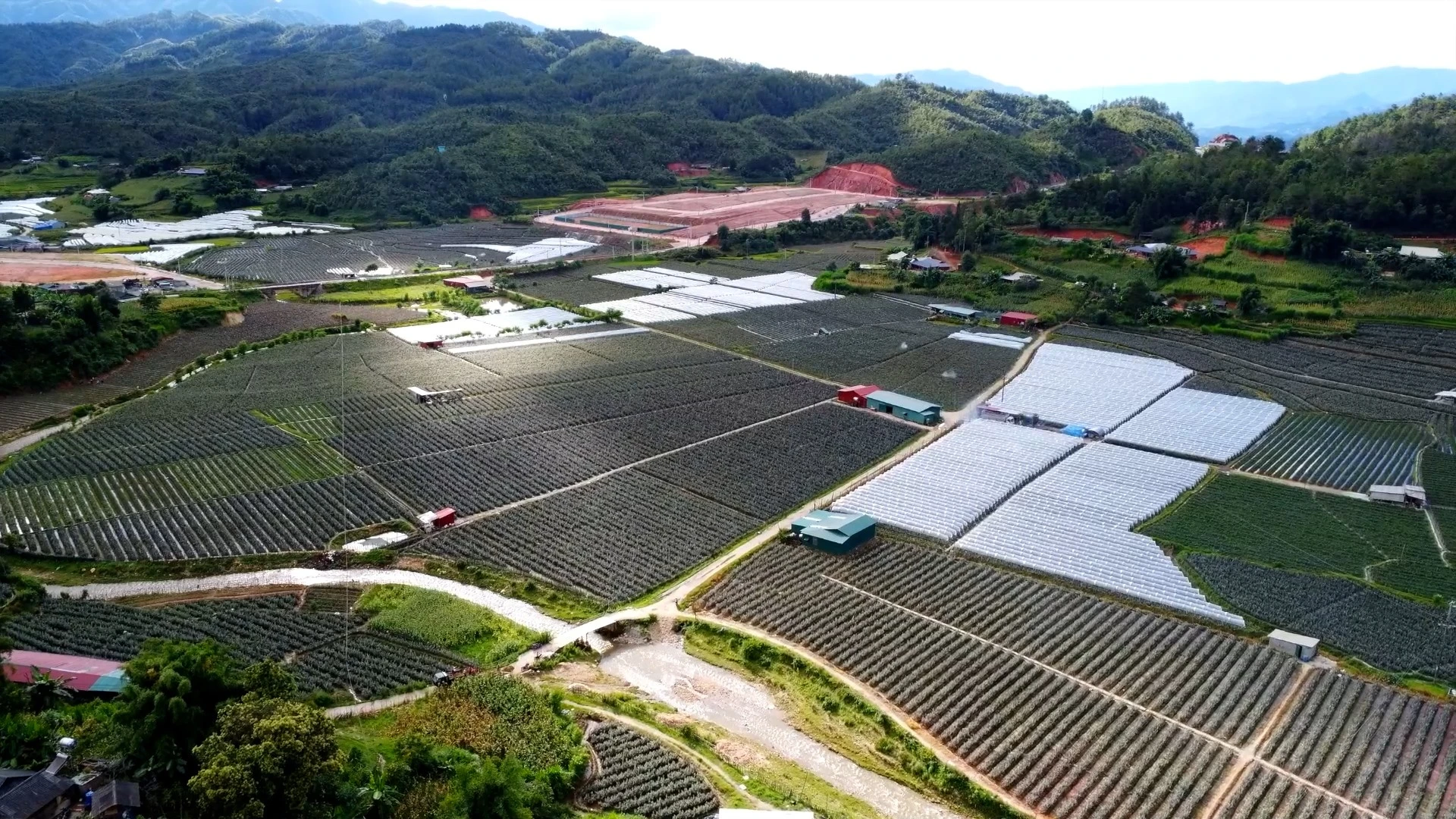 canh-dong-hoa-hong.jpg
