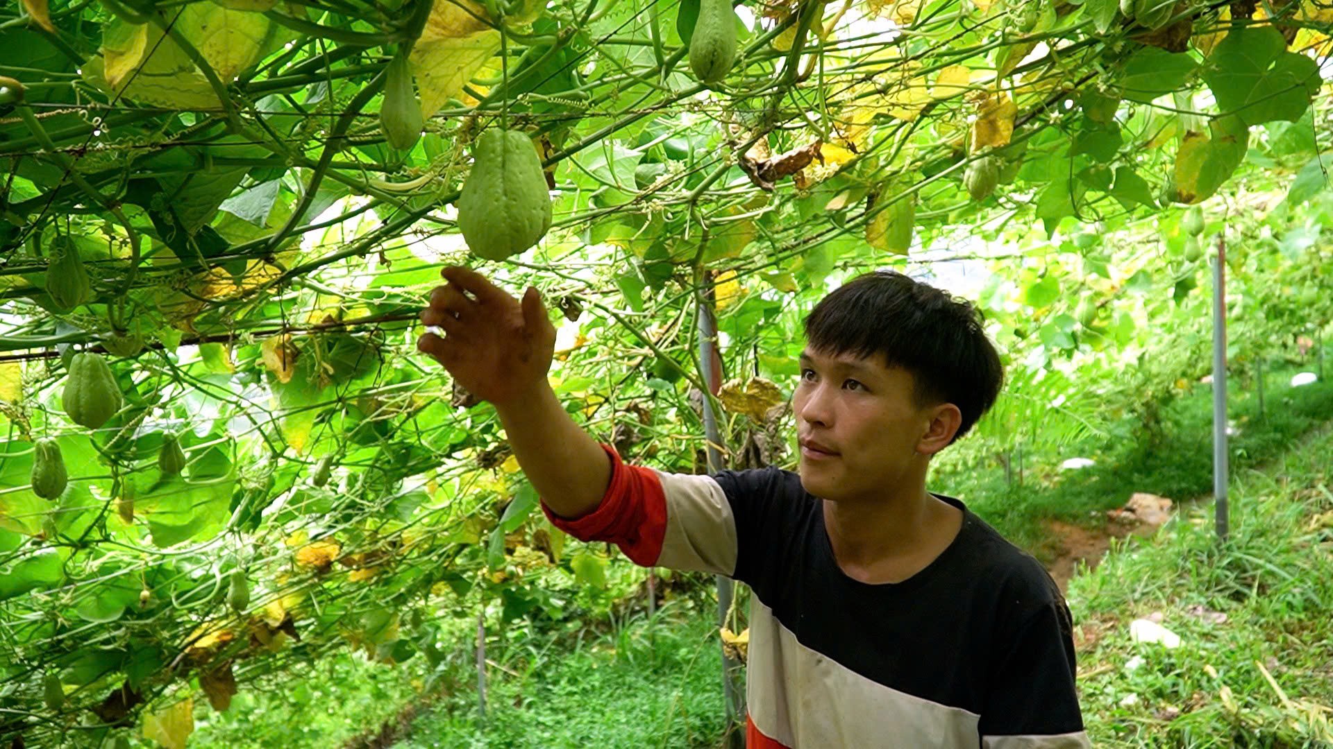 Anh Hờ A Di, thôn Hú Trù Lình có thu nhập ổn định nhờ làm việc thu hái và chăm sóc su su. 4.jpg