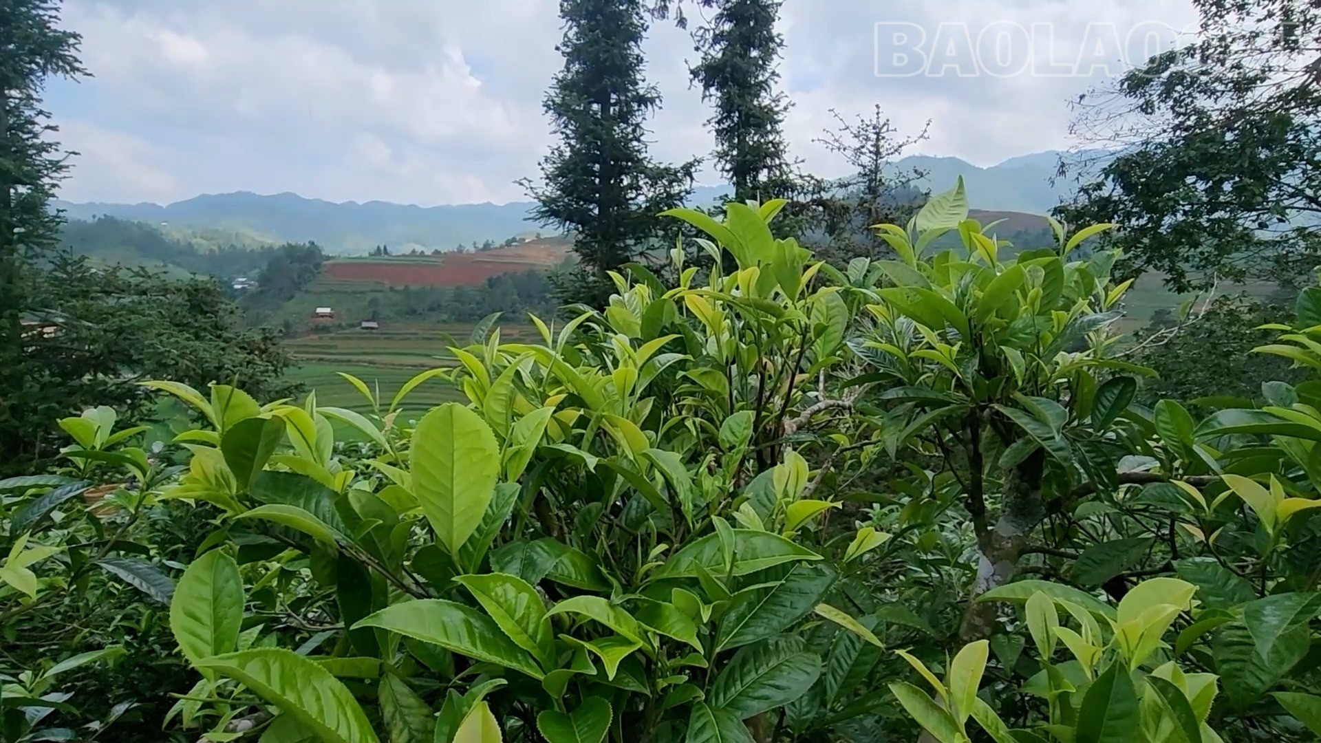 ຊາຫິມະ Púng Luong Shan. che2-5646.jpg