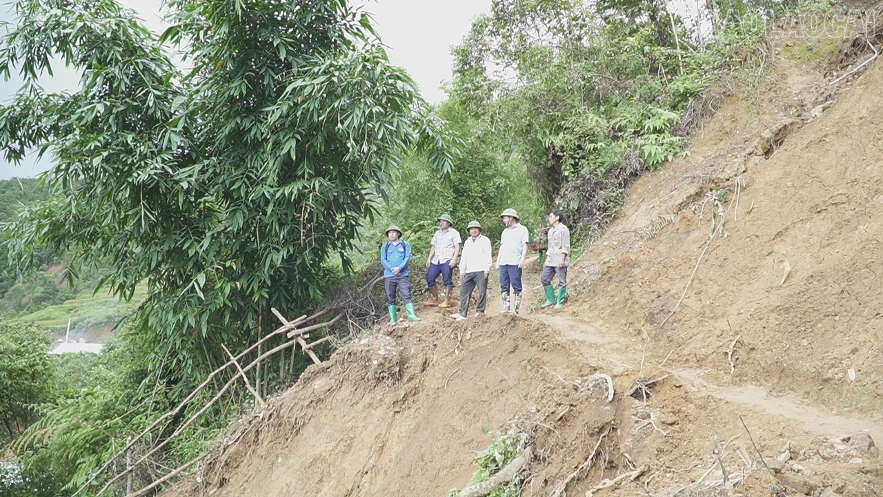 baolaocai-tr_c2232t01.jpg