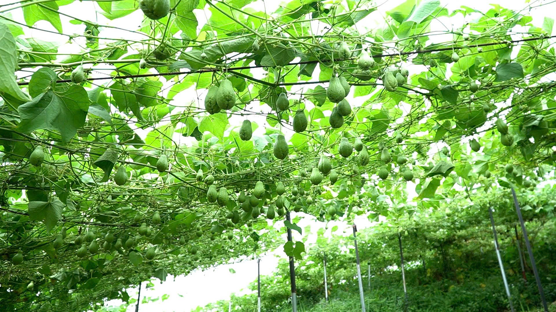 Mỗi năm, gia đình anh Thọ thu từ 80 - 100 tấn quả su su, doanh thu đạt trên 4 tỷ đồng. 2.jpg