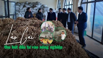 Lào Cai thu hút đầu tư vào nông nghiệp