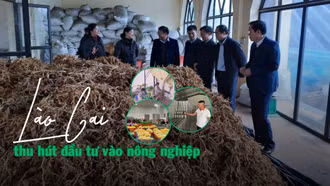 Lào Cai thu hút đầu tư vào nông nghiệp